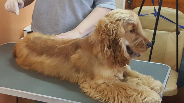 Ihr Hundefrisör für Soltau und Umland Hundefriseur Soltau Arielle Krohn